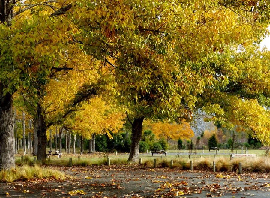 Park path covered in yellow autumn leaves