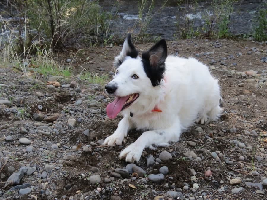 Happy white and black dog resting on a rocky creek bank